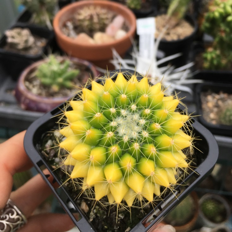 Plant image Mammillaria Marksiana