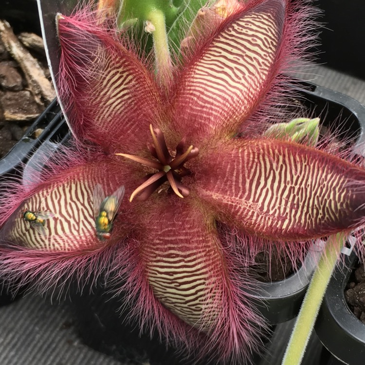 Plant image Stapelia gettleffii