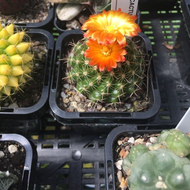 Parodia Mairanana