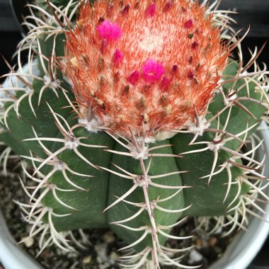 Melocactus matanzanus