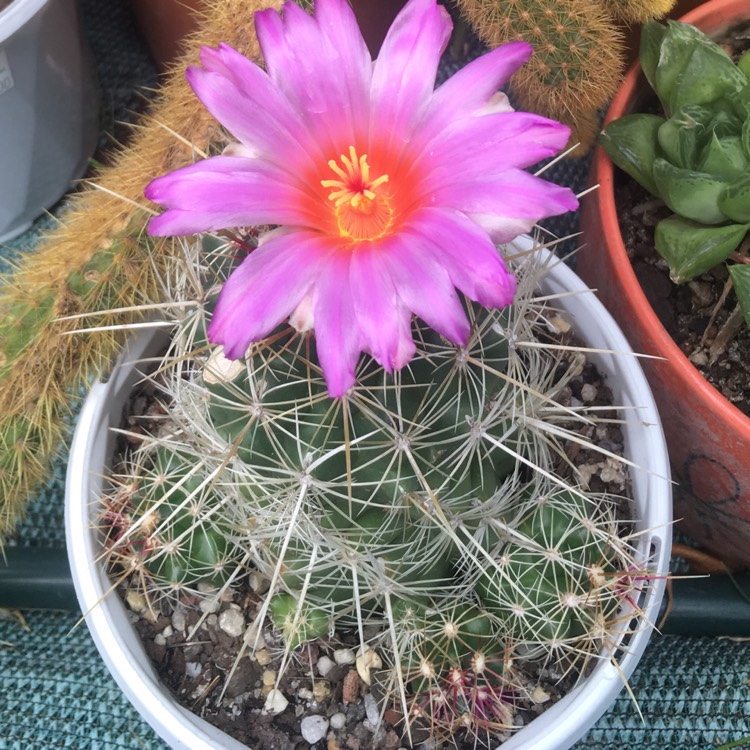 Plant image Thelocactus bicolor syn. Thelocactus bicolor var. bolaensis