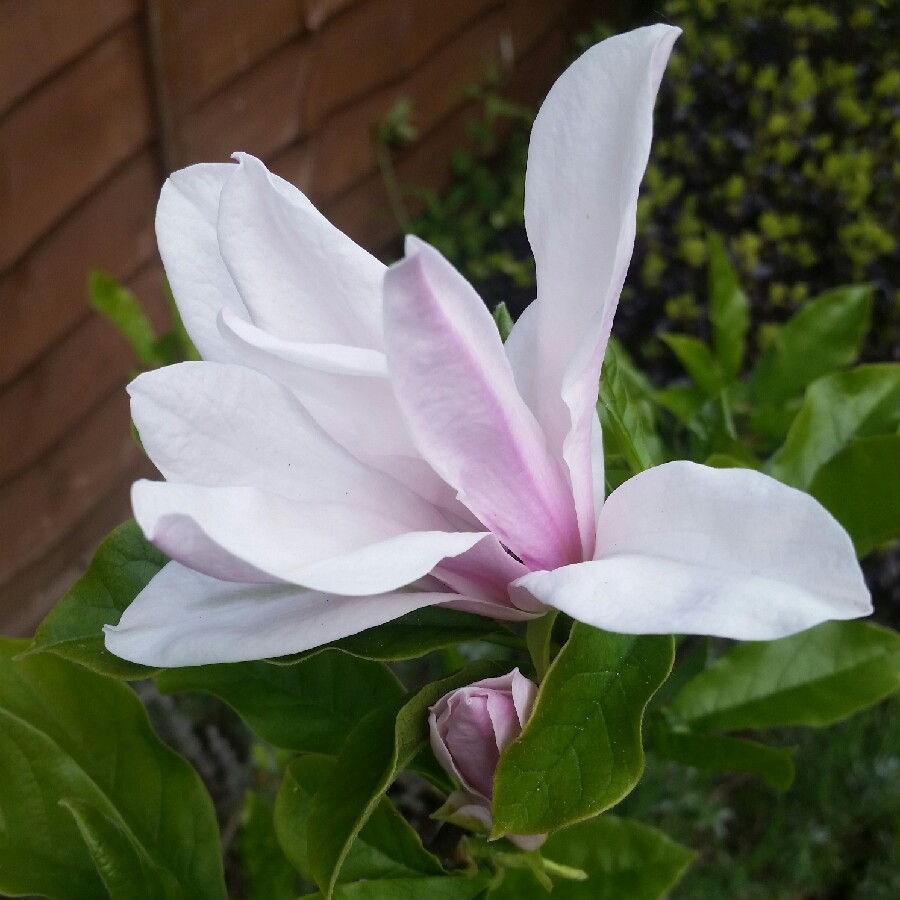 Magnolia Little Girl Hybrids 'Jane'