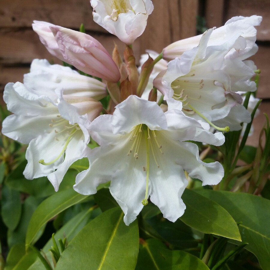 Rhododendron 'Saffrano'