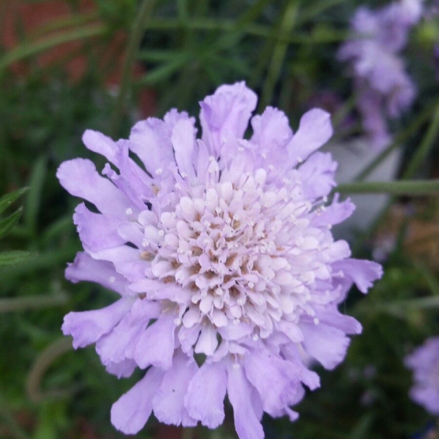 Scabious