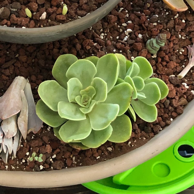 Plant image Echeveria Lemon And Lime