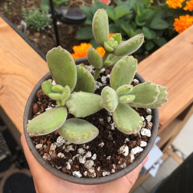 Cotyledon 'Bear Paws'