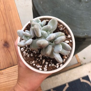 Pachyphytum 'Moonstones'