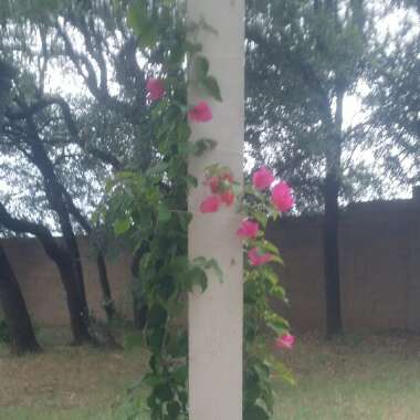 Bougainvillea