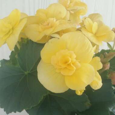 Rieger Begonia,