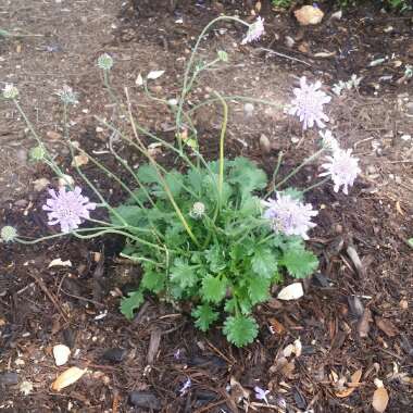 Blue Note Pincushion Flower