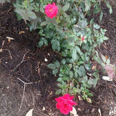 Rose 'Double Knock Out' (Shrub)