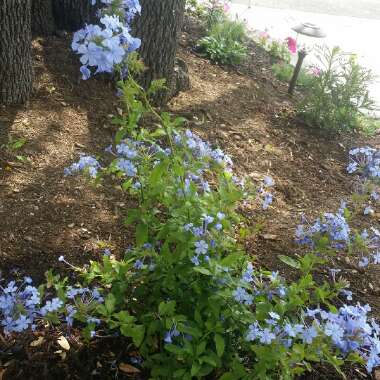 Cape Leadwort