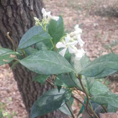 Star Jasmine