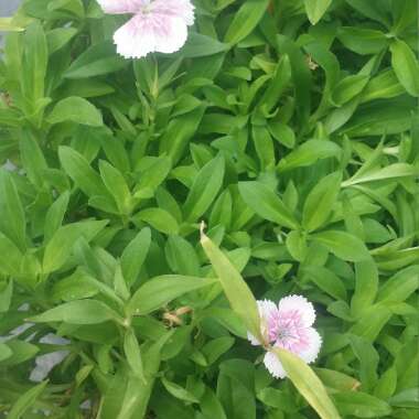 Dianthus