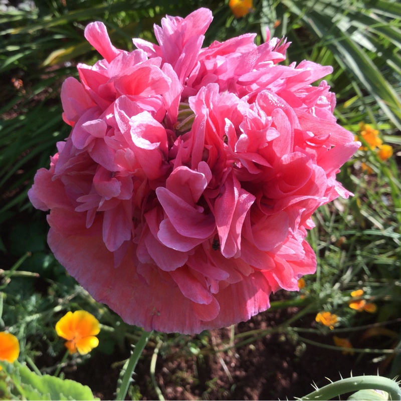 Peony Poppy 'Prom Puff'