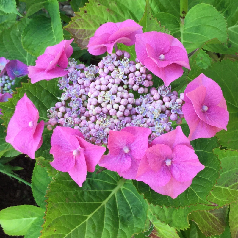 Hydrangea 'Teller Dark Angel Red'