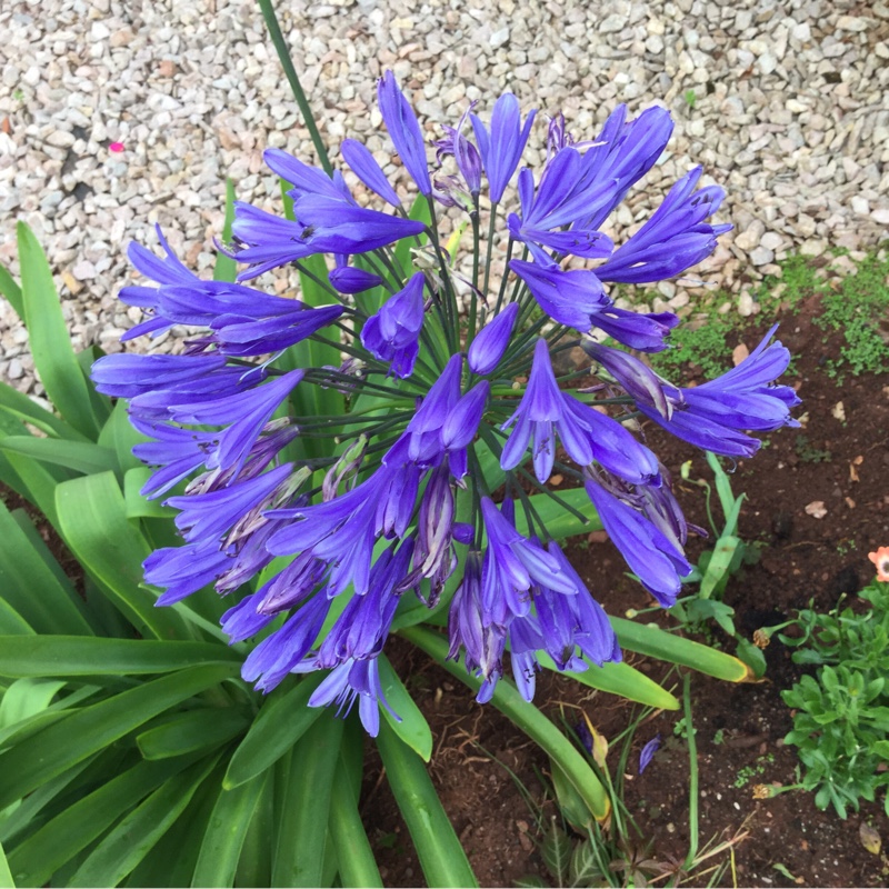 African Lily