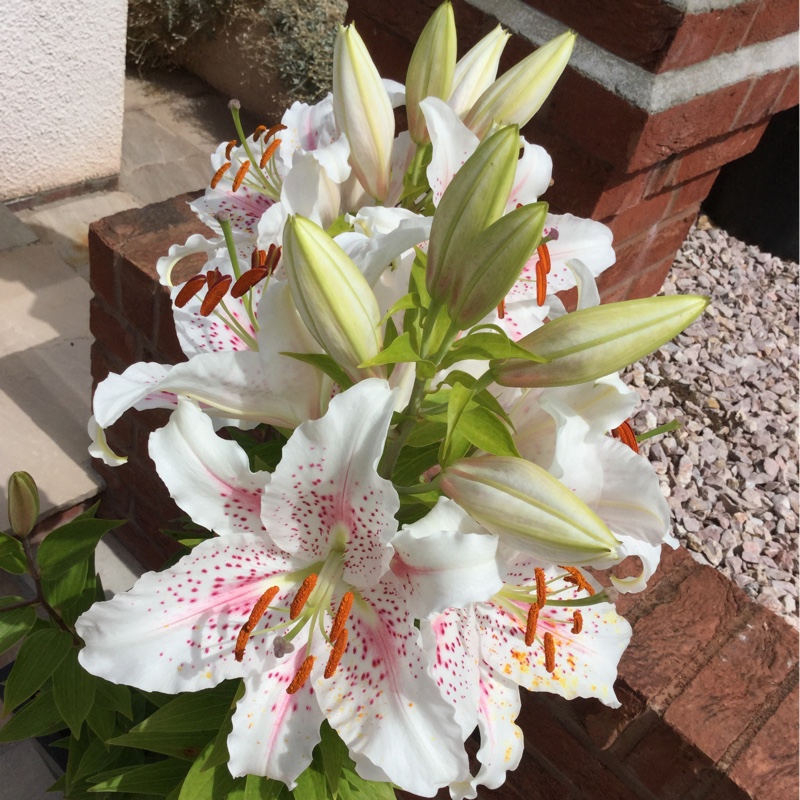 Lily 'Muscadet' (Oriental)