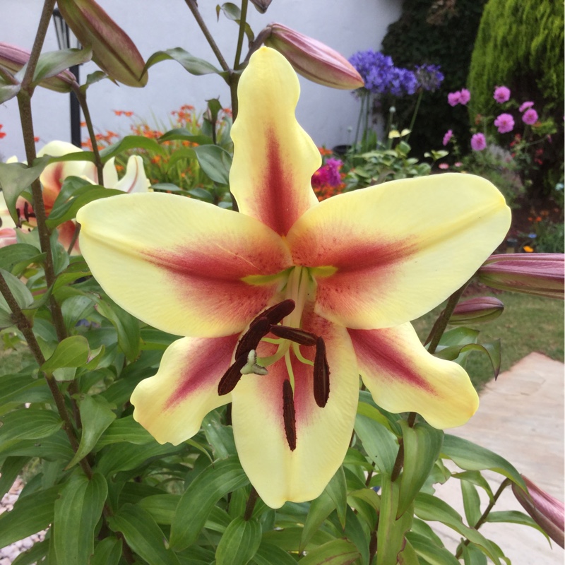 Lily 'Grand Cru' (Asiatic)