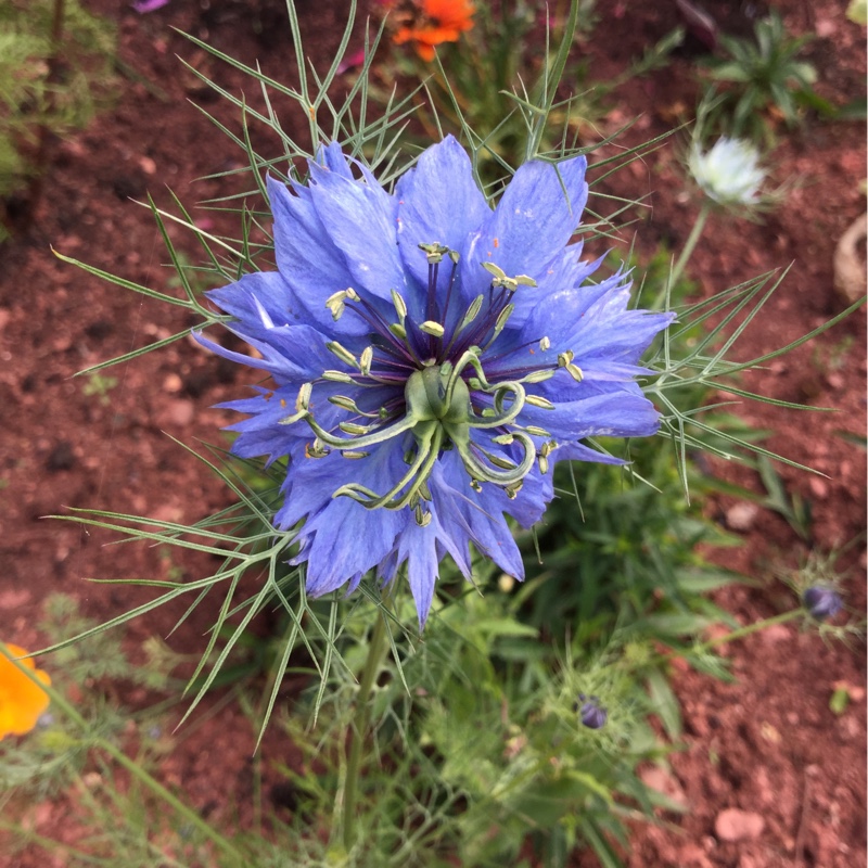 Cornflower 'Blue Diadem'