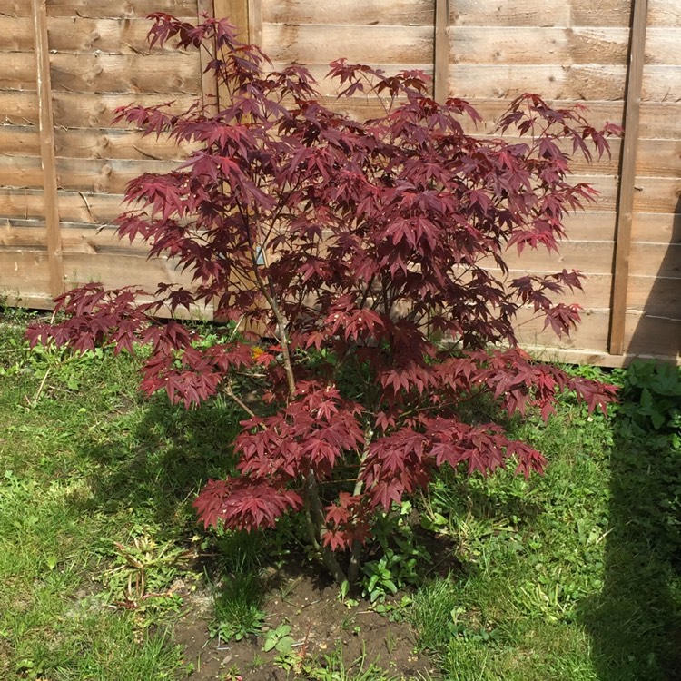 Plant image Acer palmatum 'Bloodgood'