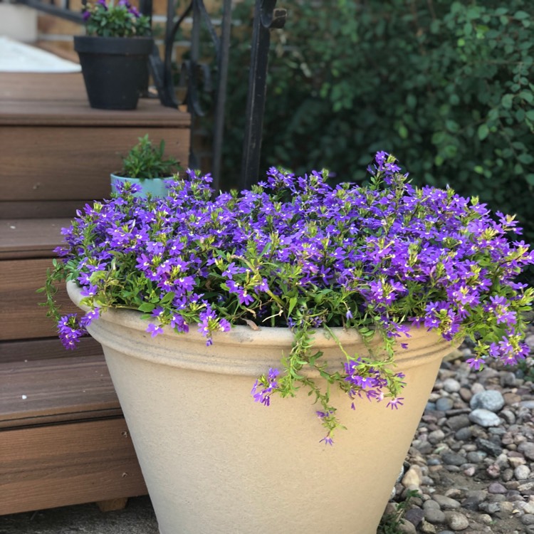 Plant image Bacopa