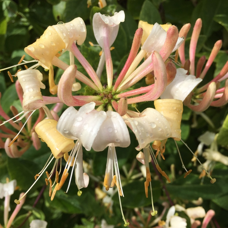 Plant image Lonicera periclymenum 'Scentsation'