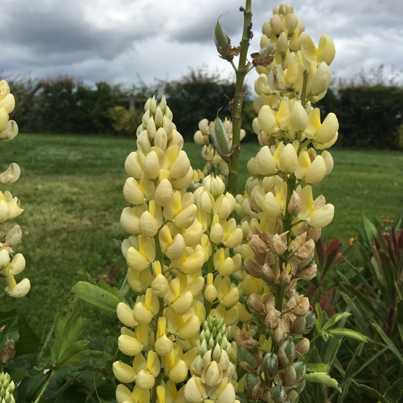 Plant image Lupinus 'Chandelier'