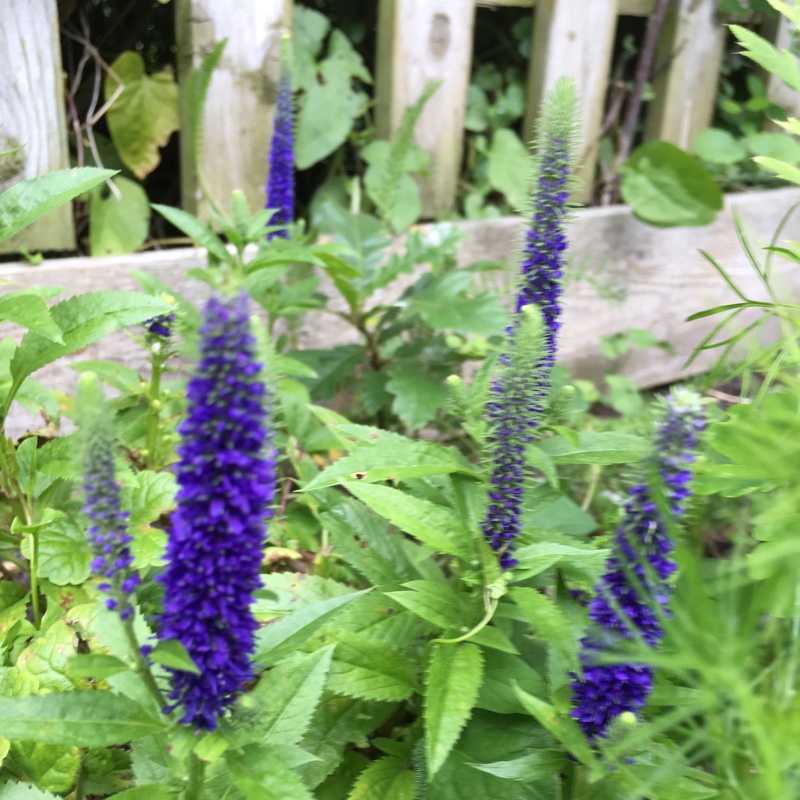 Plant image Veronica spicata 'Yabblu' syn. Veronica spicata 'Inspire Blue'