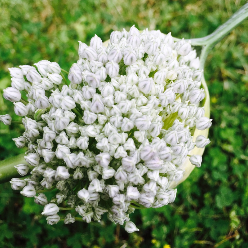 Plant image Allium porrum