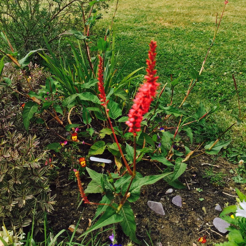 Plant image Persicaria microcephala 'Red Dragon'