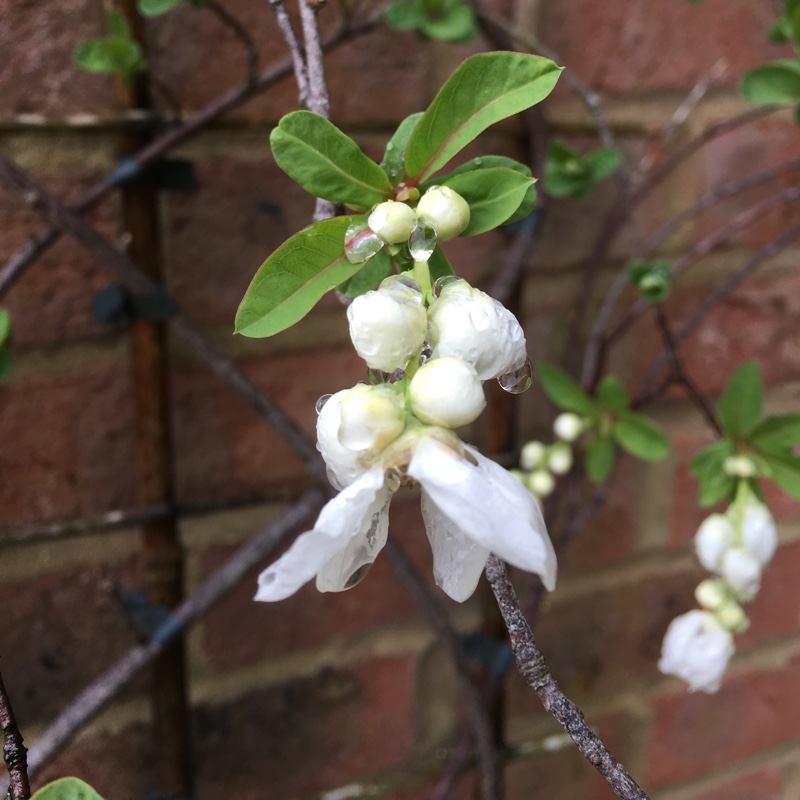 Plant image Exochorda racemosa 'Niagara'