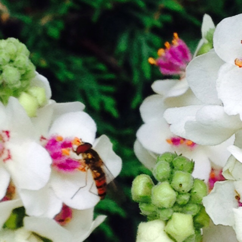 Plant image Verbascum thapsus