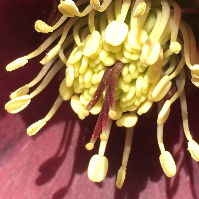 Helleborus foetidus