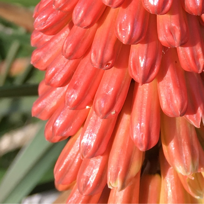 Plant image Kniphofia 'Royal Standard'