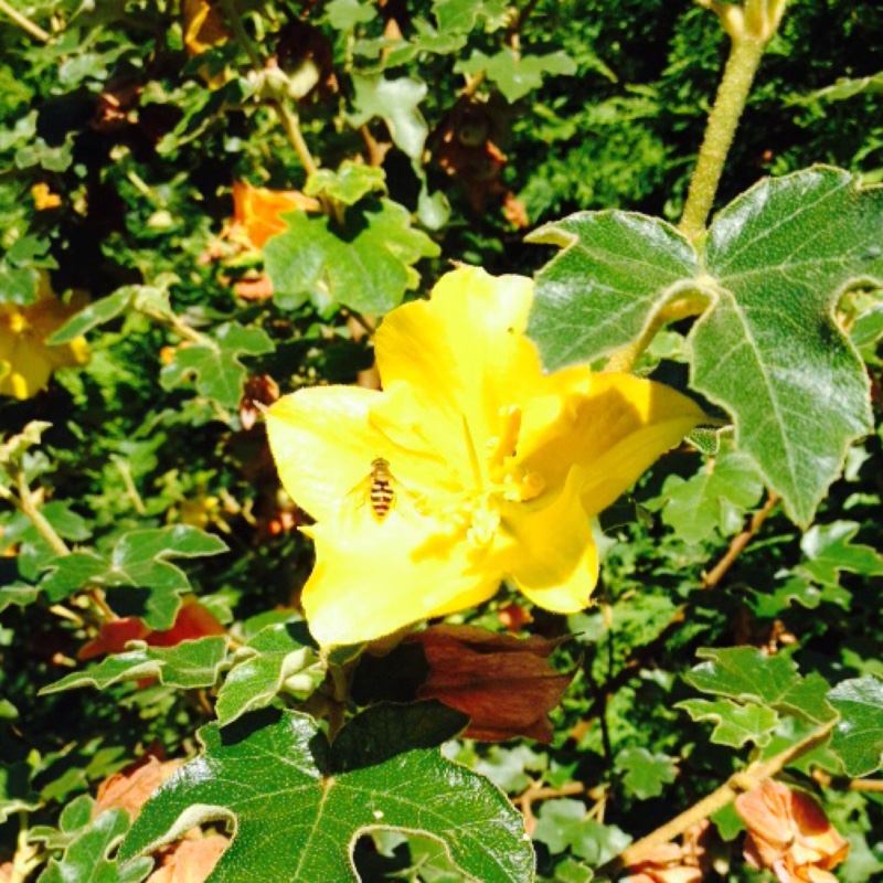 Plant image Fremontodendron