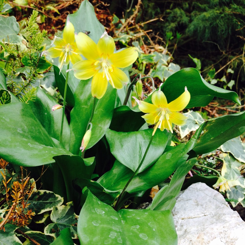 Plant image Erythronium tuolumnense