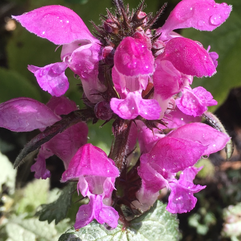 Lamium maculatum