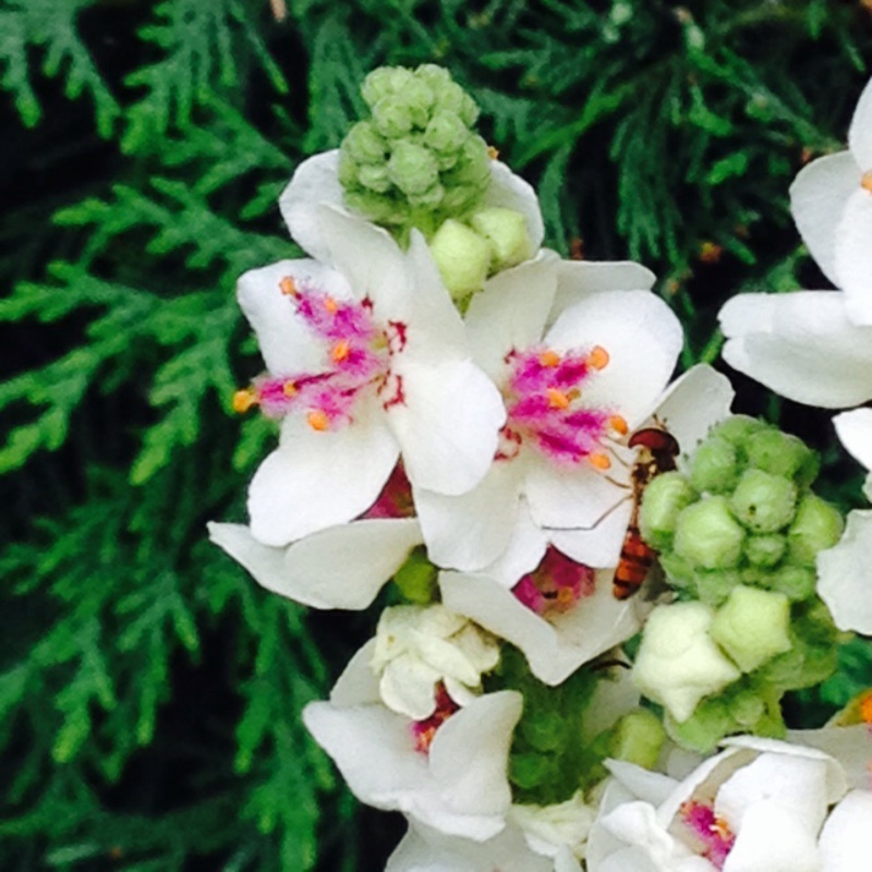 Plant image Verbascum lychnitis