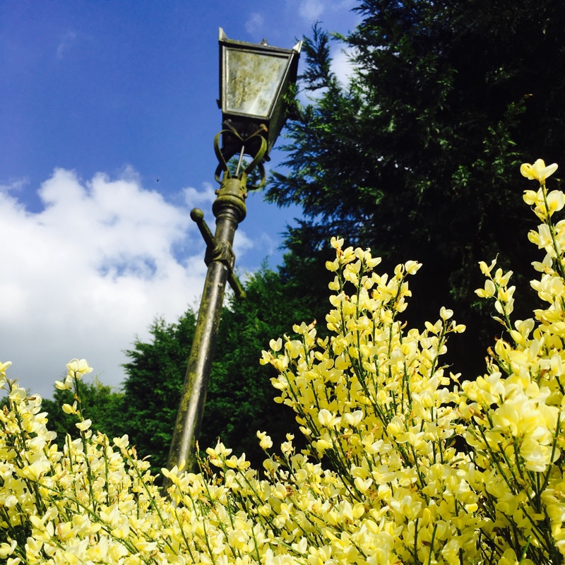 Plant image Cytisus