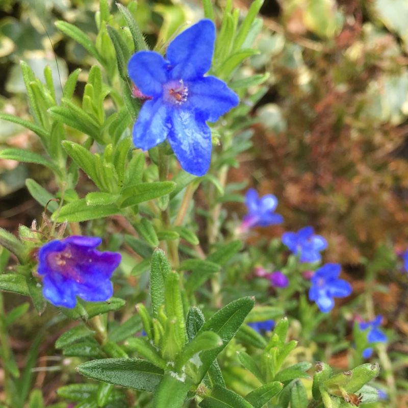 Plant image Gentiana verna