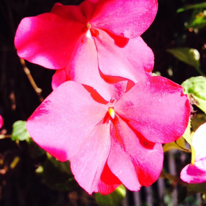 Plant image Impatiens walleriana 'Peach Swirl'