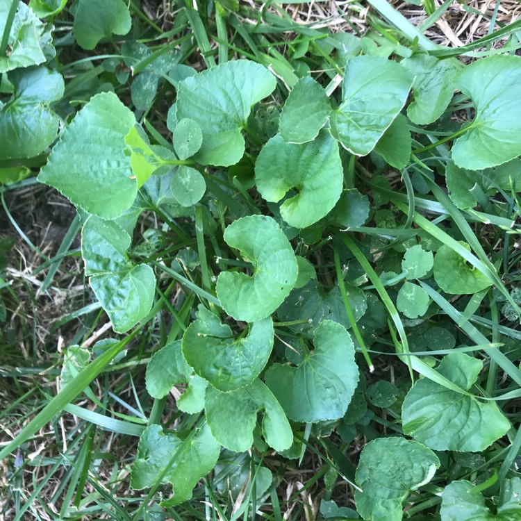 Plant image Viola Odorata 'St Helena'