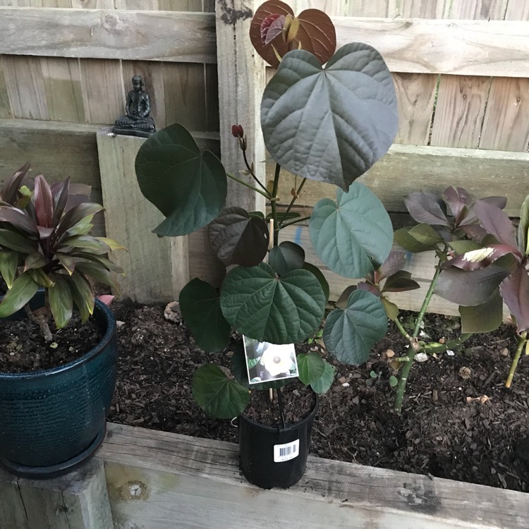 Plant image Hibiscus tiliaceus 'Rubra' syn. Tilapariti tiliaceum 'Rubrum'