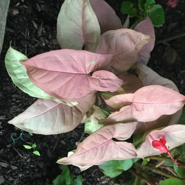 Arrowhead Vine 'Neon'