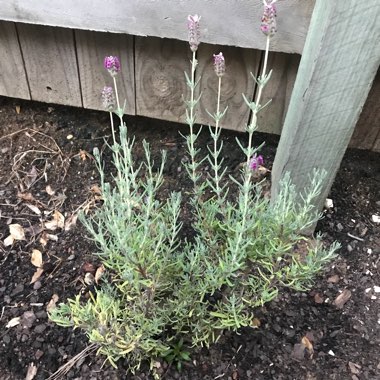 Lavender (Species) Lavender stoechas