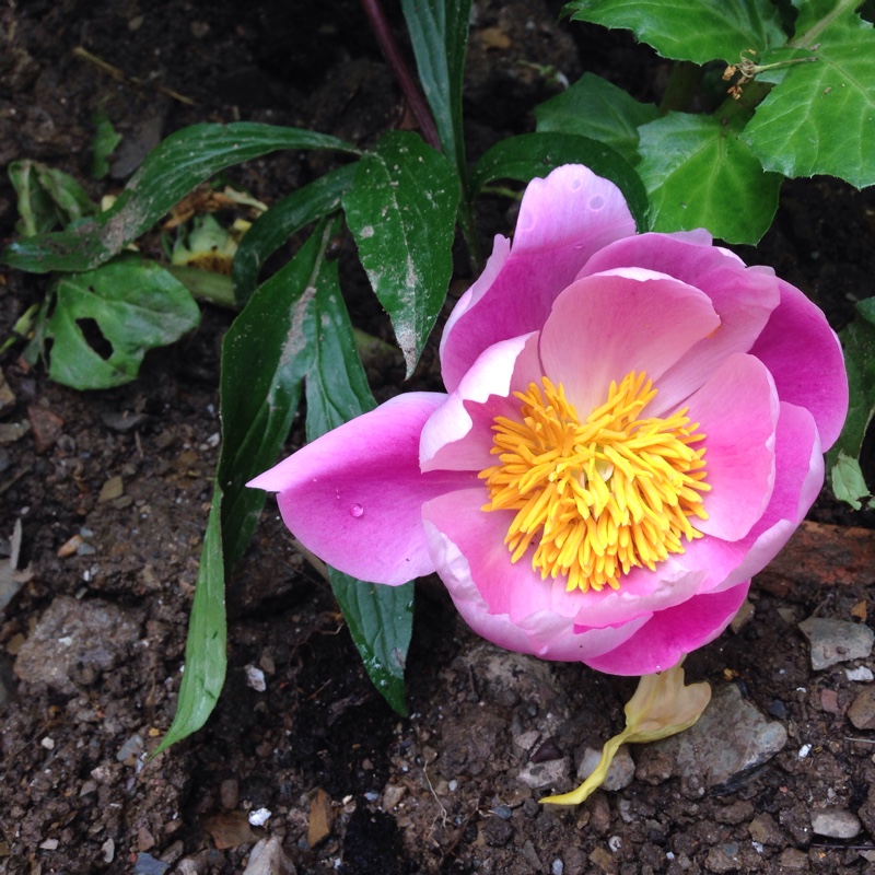 Plant image Paeonia delavayi