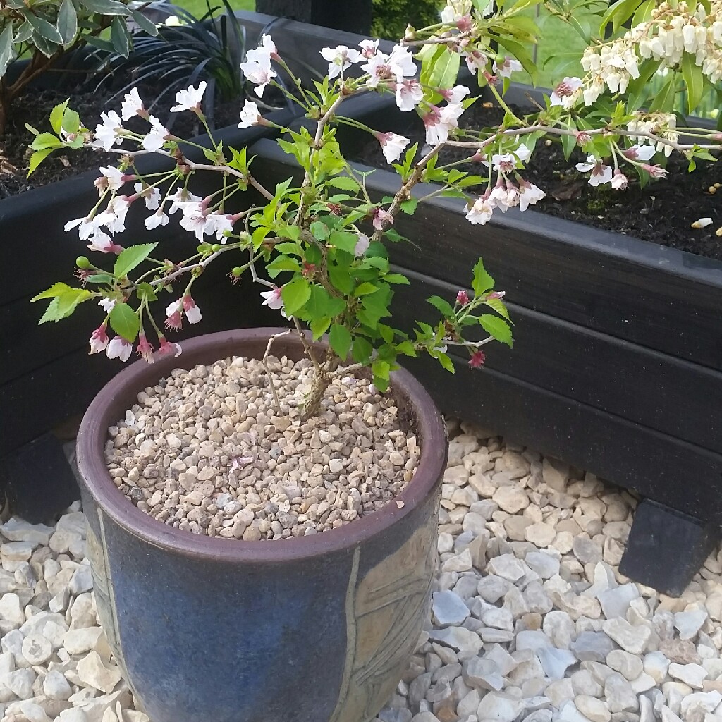 Flowering Cherry 'Kojo-no-mai'