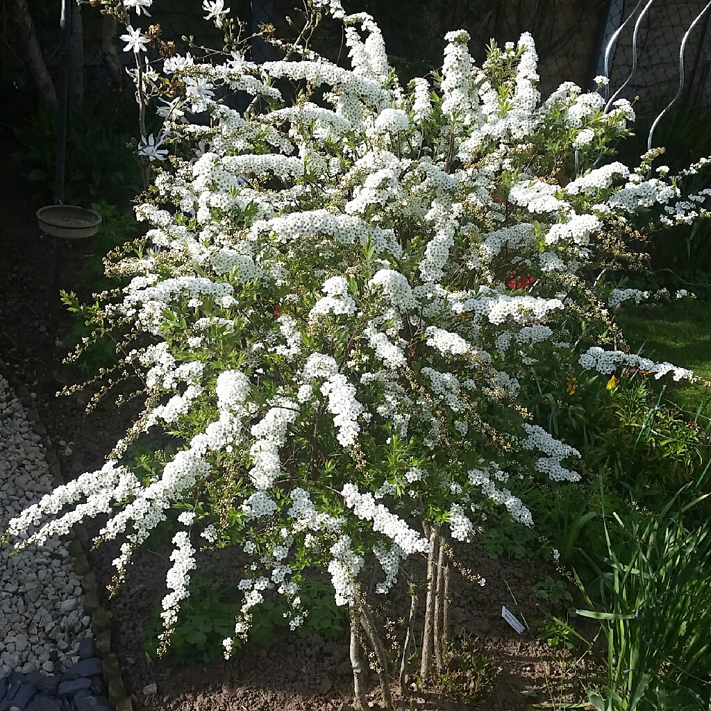 Spiraea