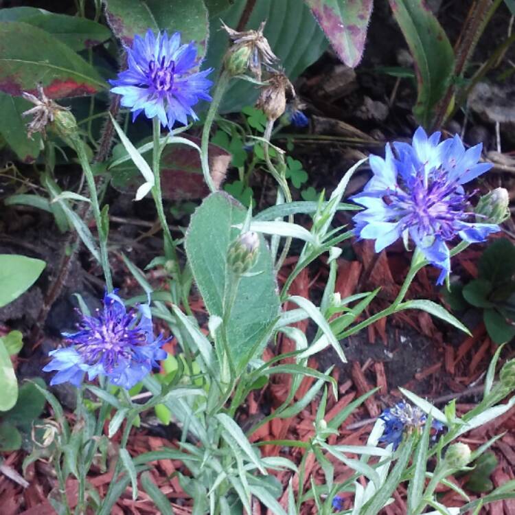 Plant image Centaurea cyanus 'Double Blue'.